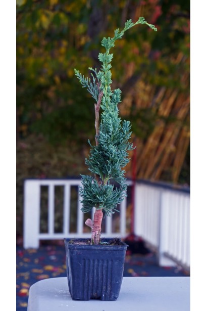 Саджанець кипарисовика Лавсона Вісселс Сагуаро